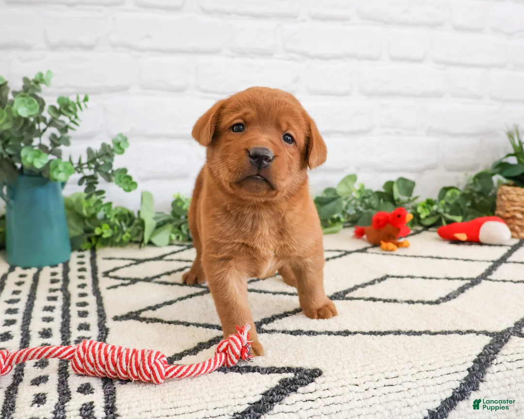 Labrador Retriever dogs for sale: Roman  - Ad 2