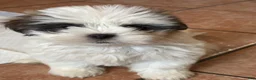 Shih Tzu dogs for sale: Oreo - Ad 3