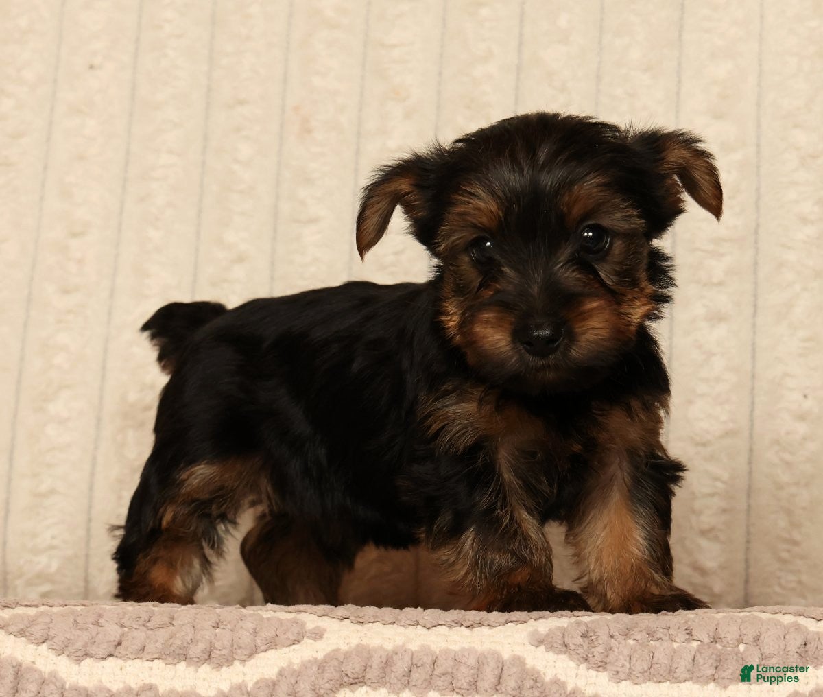 Yorkshire Terrier dogs Lily - Ad 1