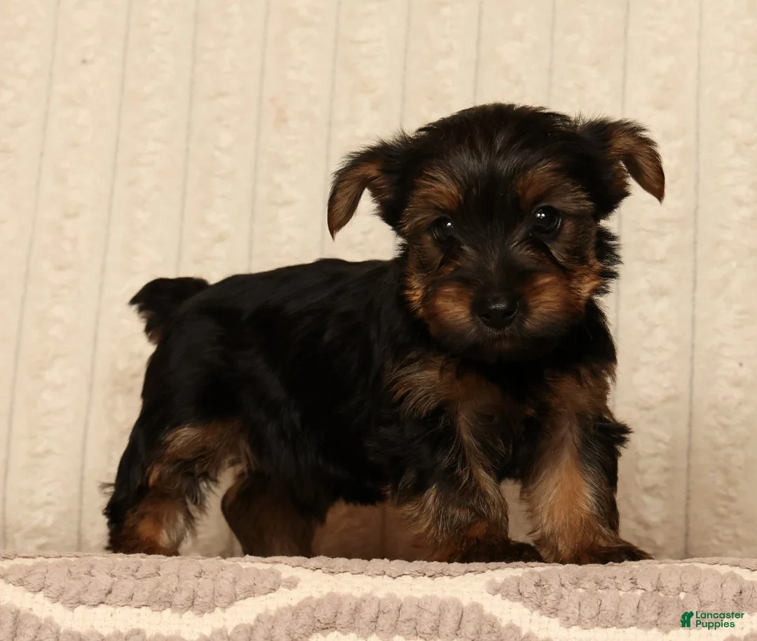 Yorkshire Terrier dogs for sale: Lily - Ad 1