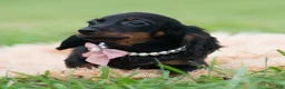 Miniature Dachshund dogs for sale: Felicia - Ad 4