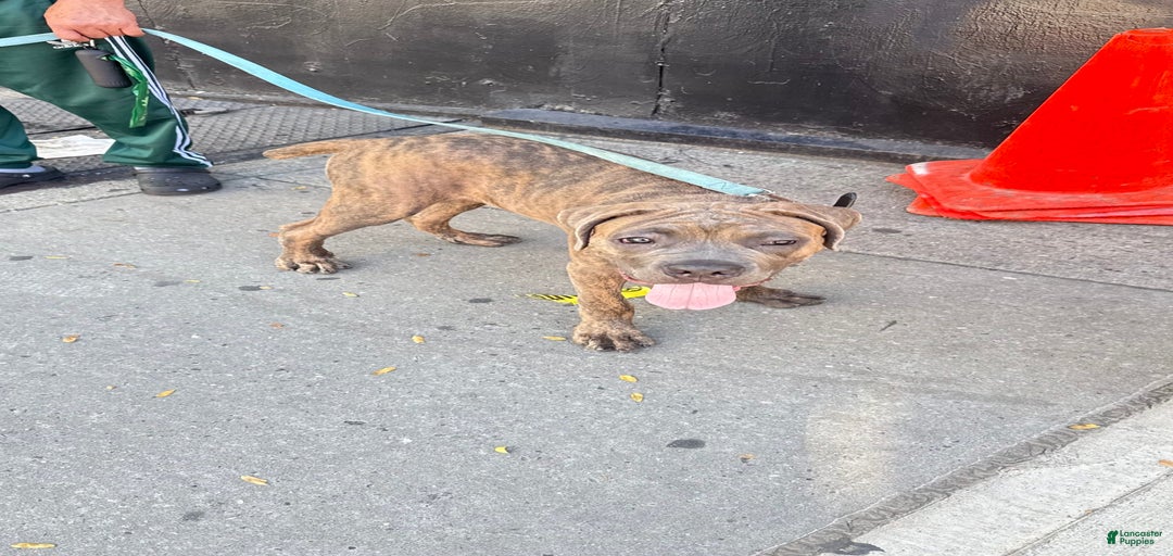 Gallery Image {{count}}