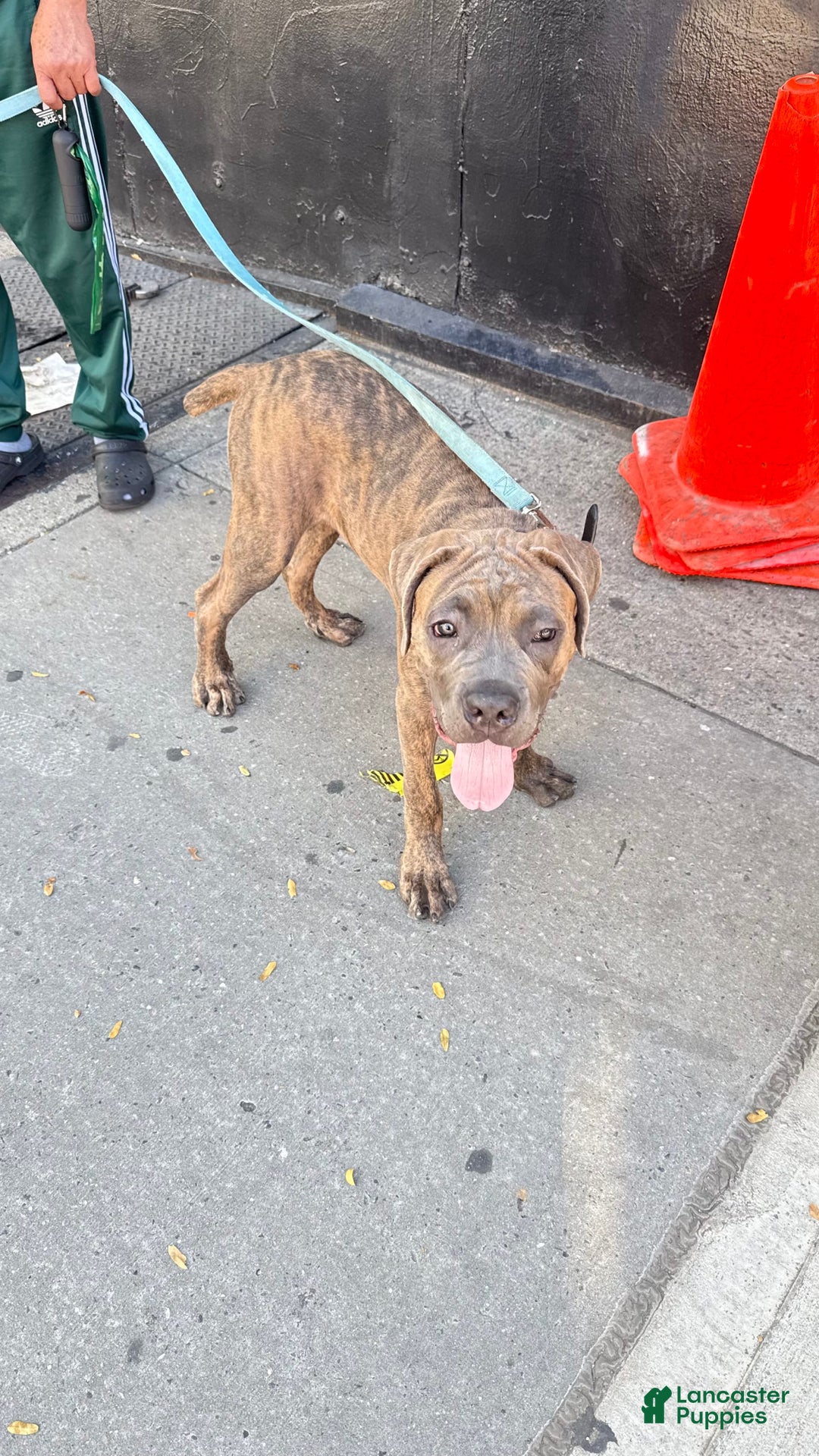 Gallery Image {{count}}