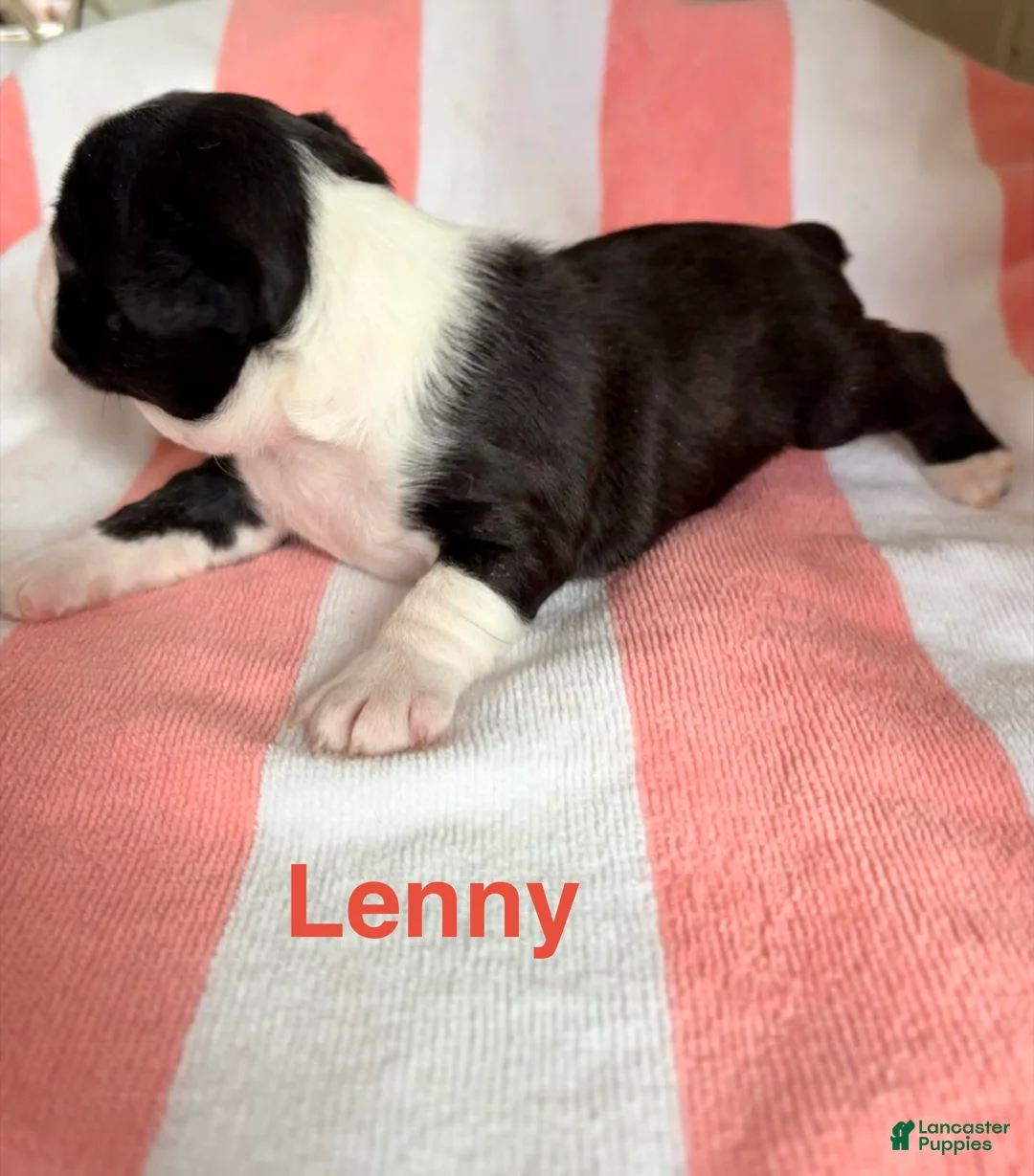 Boston Terrier dogs for sale: Boston Terrier 1 - Ad 2
