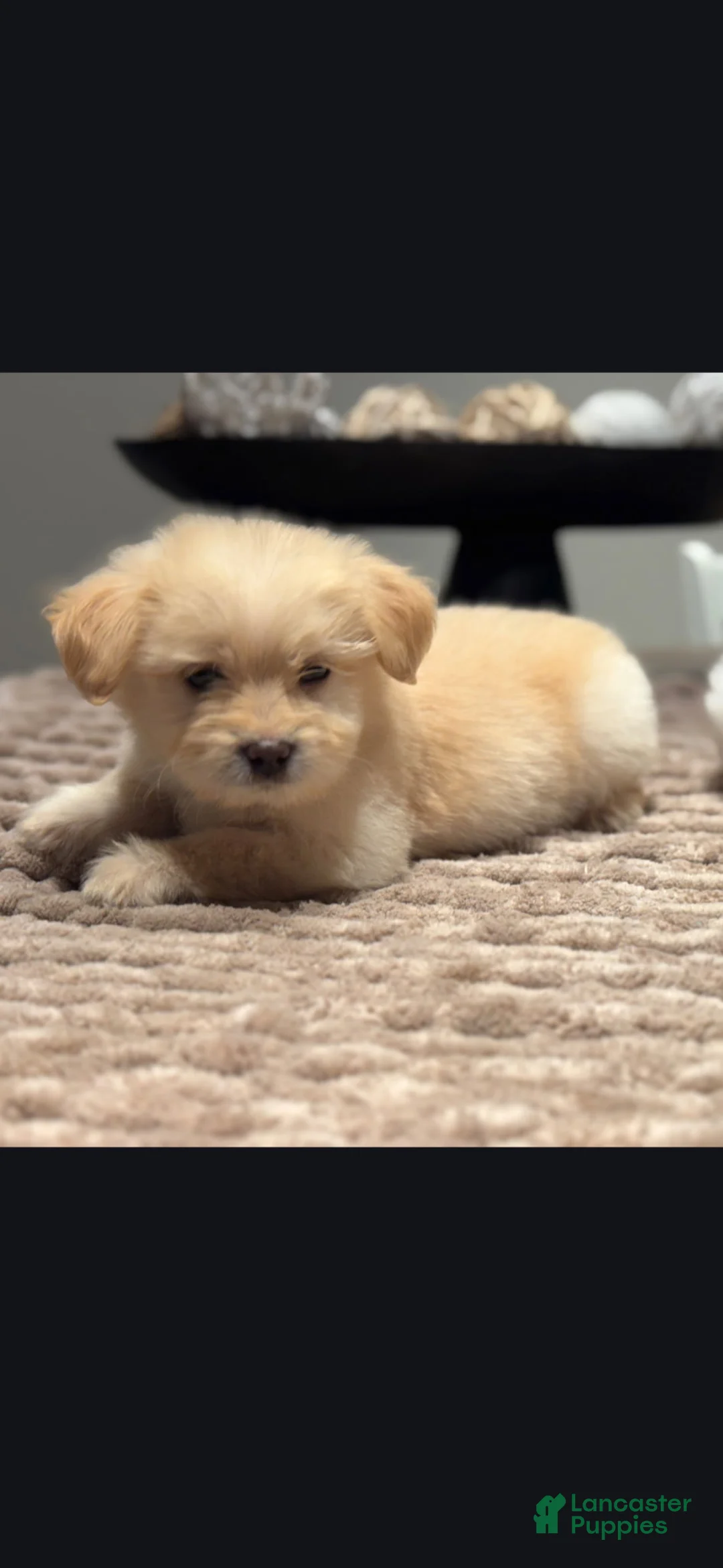 Maltipoo dogs for sale: Erica  - Ad 1