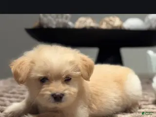 Maltipoo dogs Erica - Ad 6