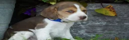 Beagle dogs for sale: Bart - Ad 4