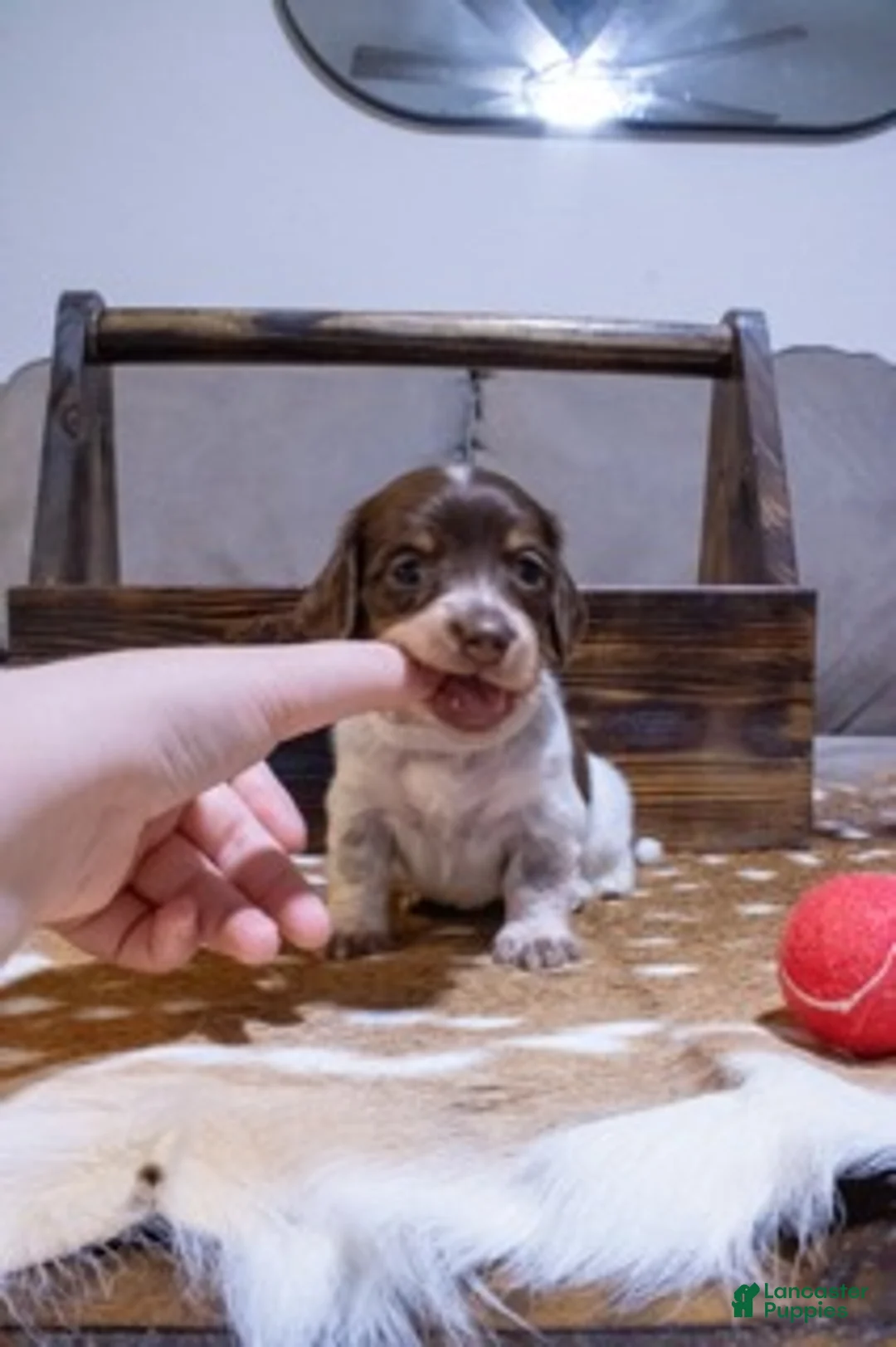 Miniature Dachshund dogs for sale: Miniature Dachshund White - Ad 1
