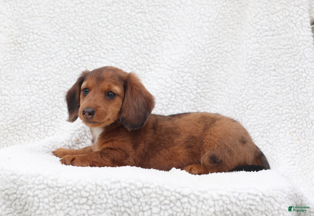 Miniature Dachshund dogs for sale: Paxter - Ad 1