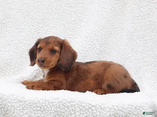 Miniature Dachshund dogs for sale: Paxter - Ad 4