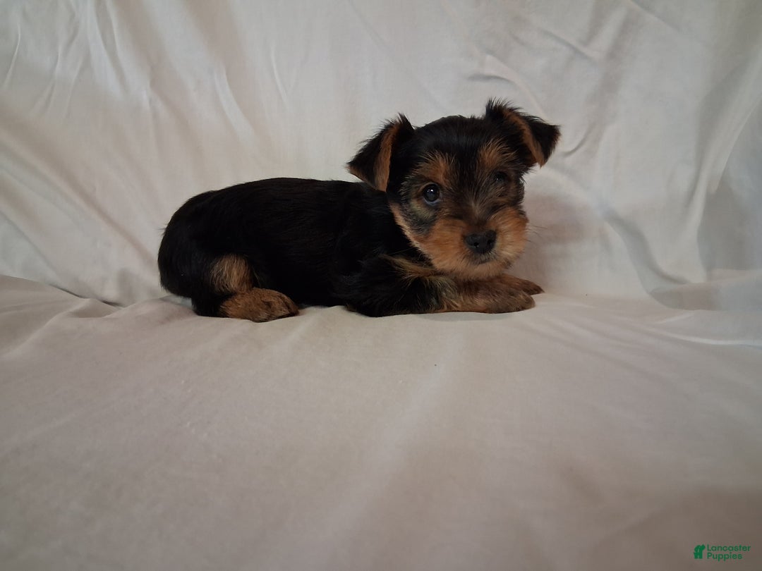 Yorkshire Terrier dogs for sale: Balto  - Ad 4