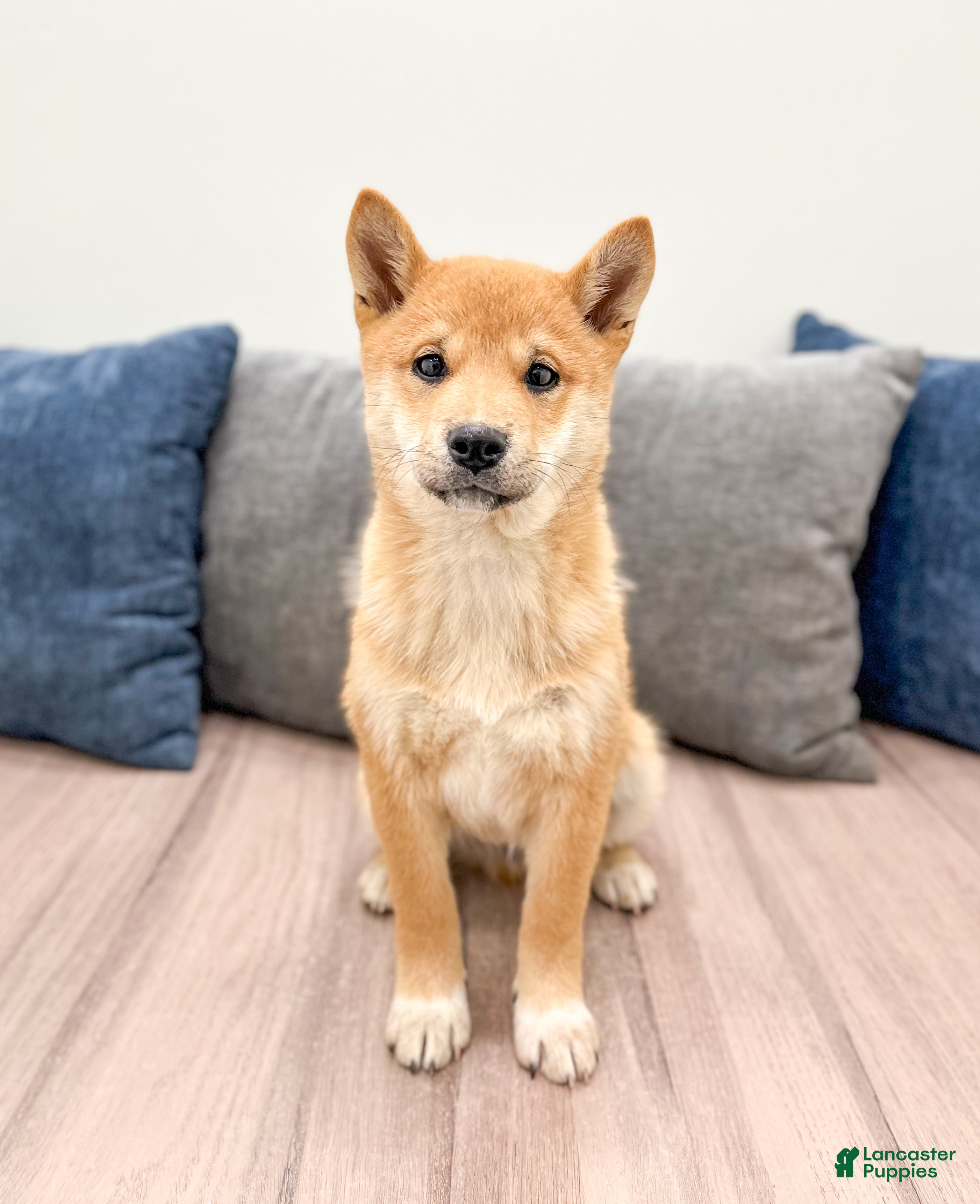 Shiba Inu dogs Lyndon - Ad 4