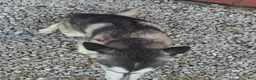 Siberian Husky dogs for sale: Sasha - Ad 5