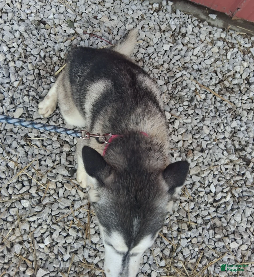 Siberian Husky dogs for sale: Sasha - Ad 5