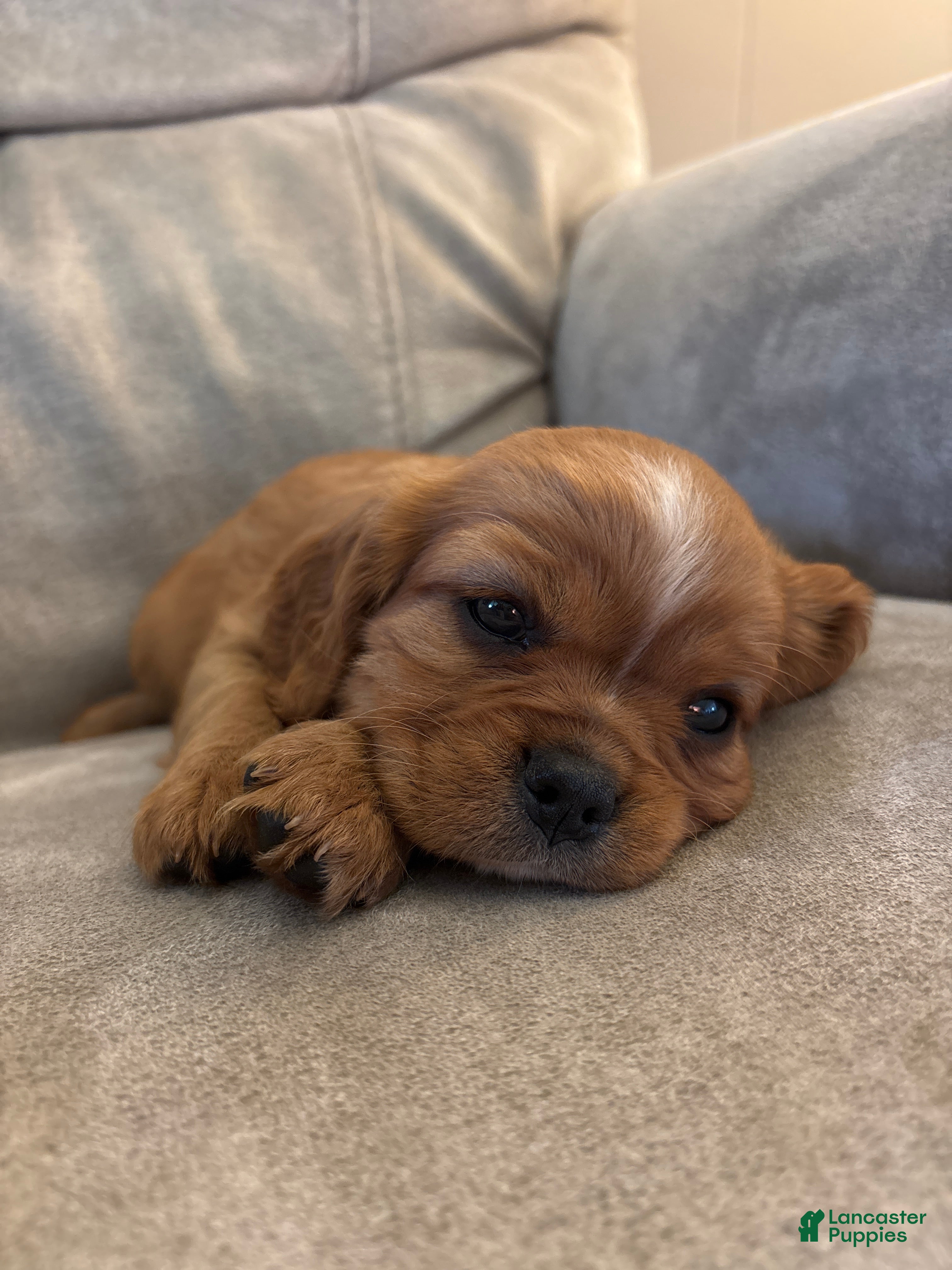 Mixed Breed dogs Scarlette - Ad 2