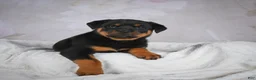 Rottweiler dogs for sale: Turbo - Ad 4