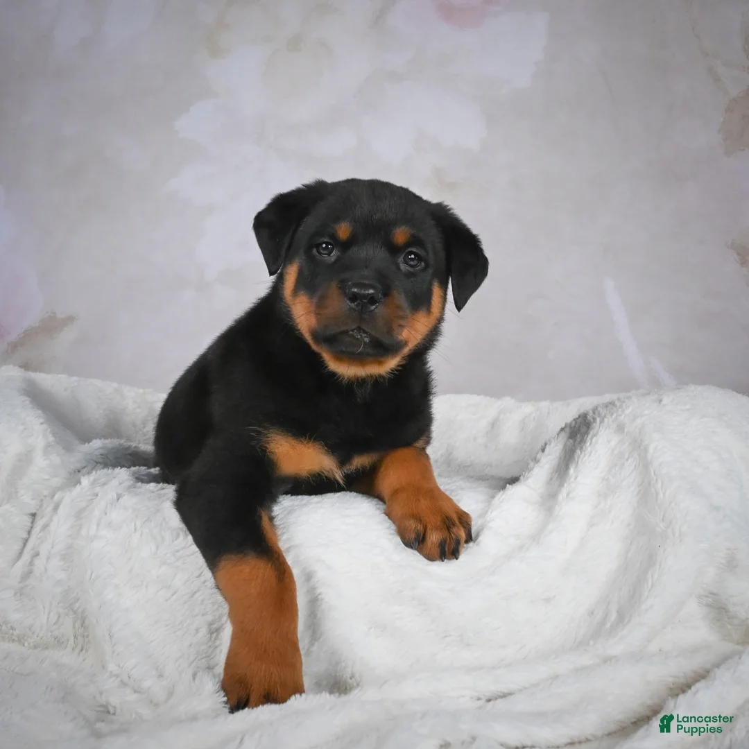 Rottweiler dogs for sale: Turbo - Ad 4