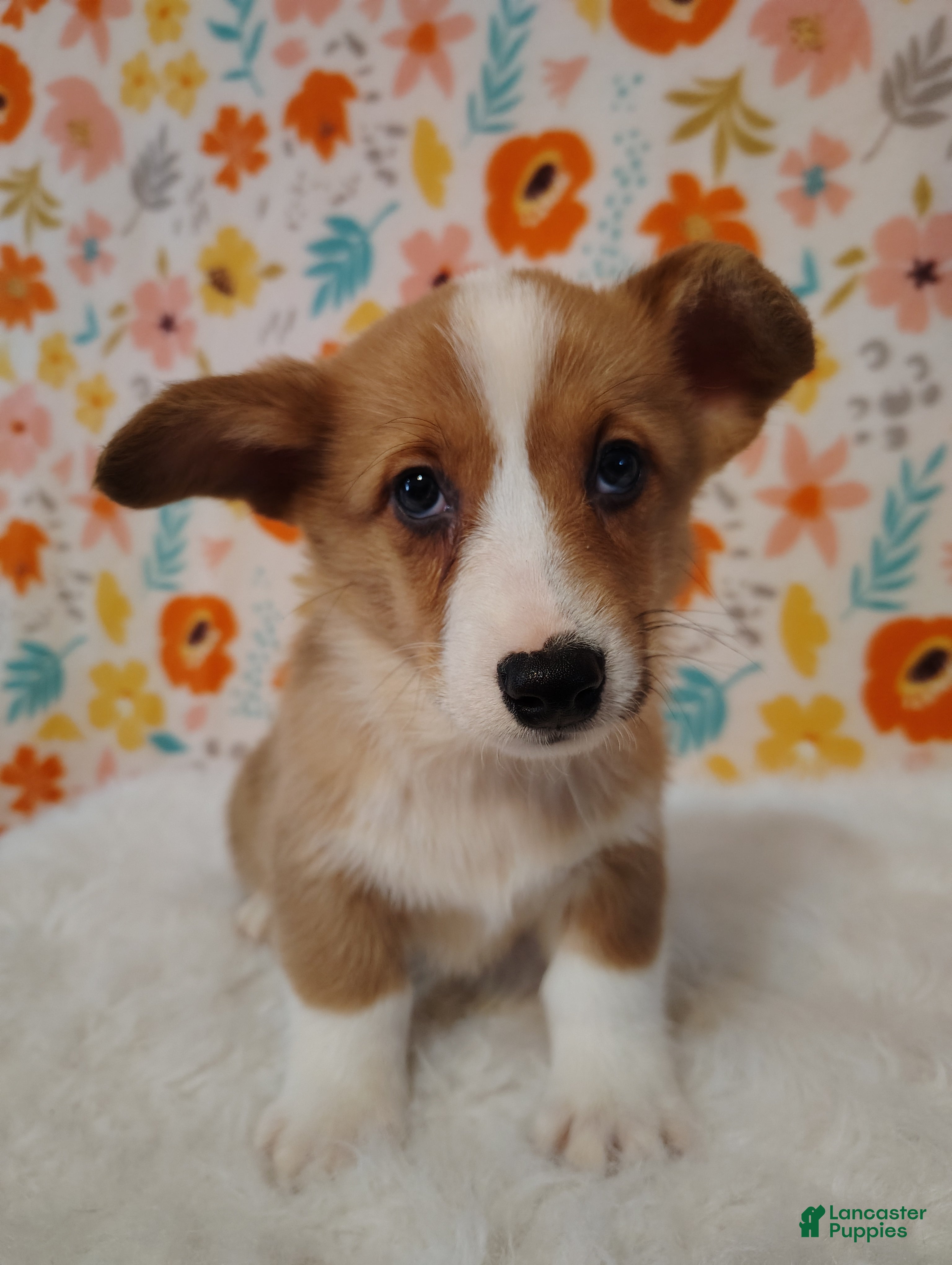 Welsh Corgi Pembroke dogs Walker - Ad 2