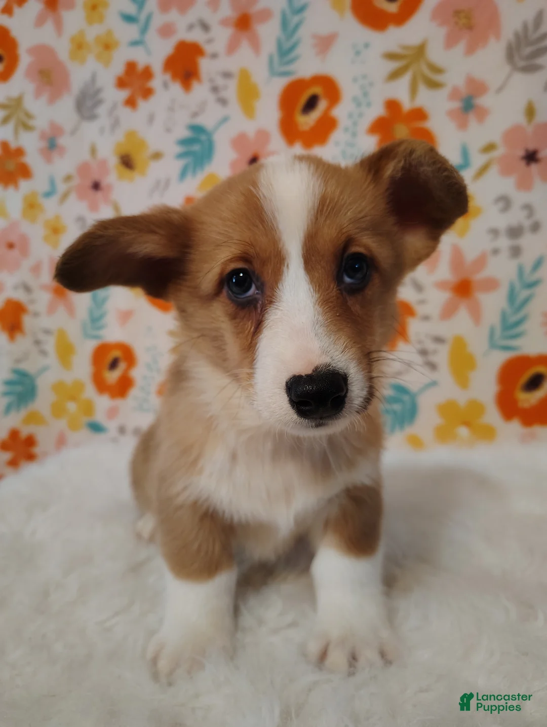 Welsh Corgi Pembroke dogs for sale: Walker - Ad 2