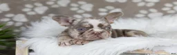 French Bulldog dogs for sale: Pearl - Ad 4