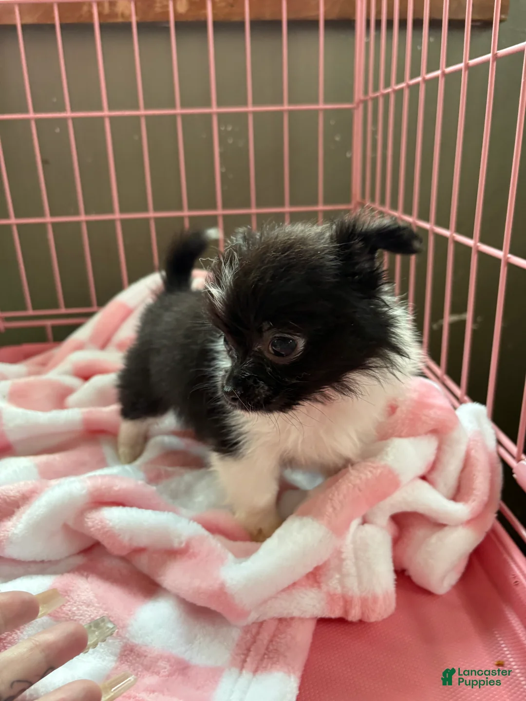 Pomchi dogs for sale: Pomchi Puppy 1 - Ad 1
