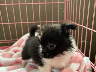 Pomchi dogs Pomchi Puppy 1 - Ad 1