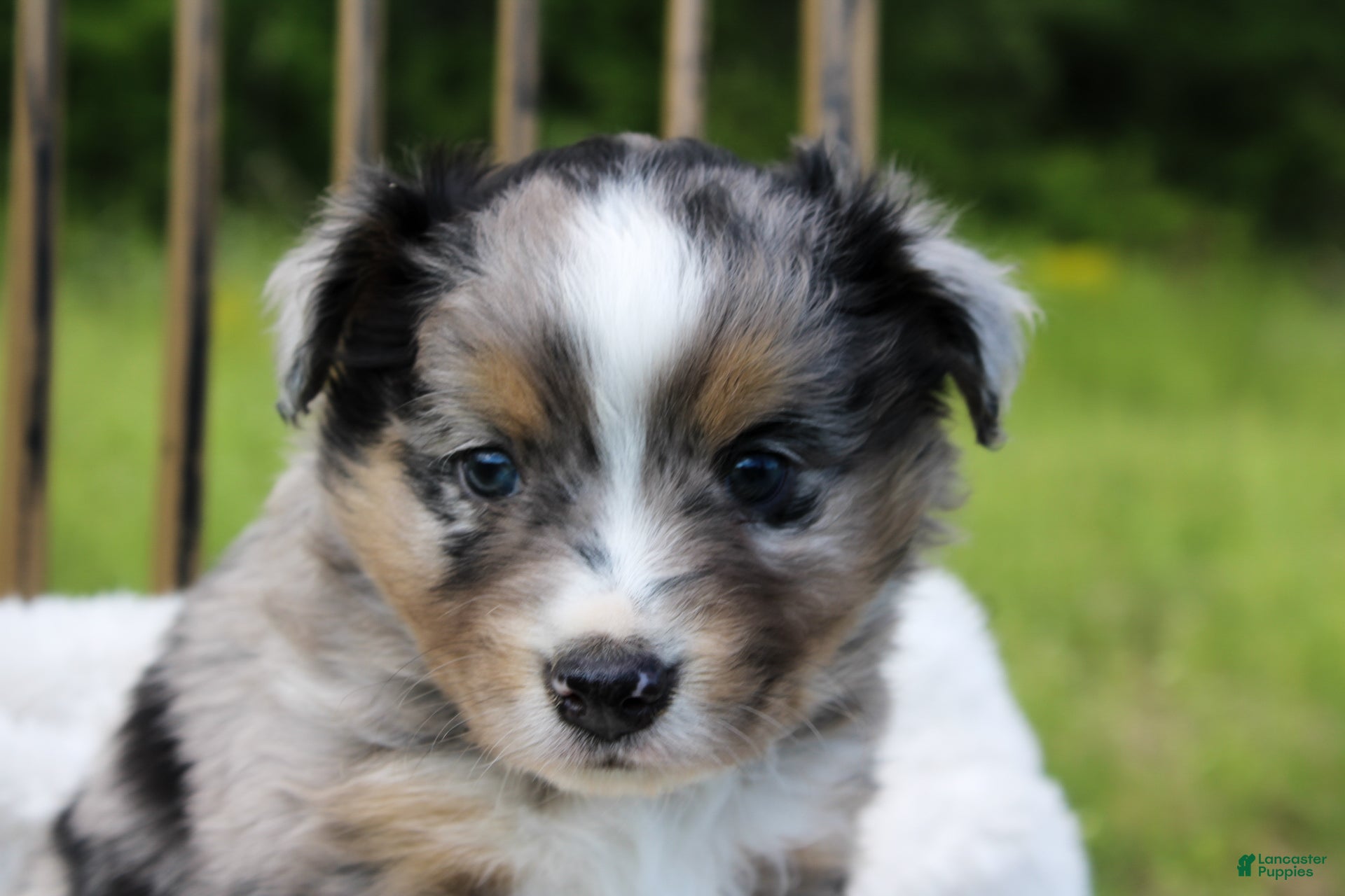 Miniature Australian Shepherd dogs Gage - Ad 1