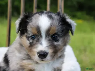 Miniature Australian Shepherd dogs for sale: Gage - Ad 2