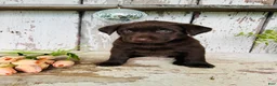 Labrador Retriever dogs for sale: Tia  - Ad 4