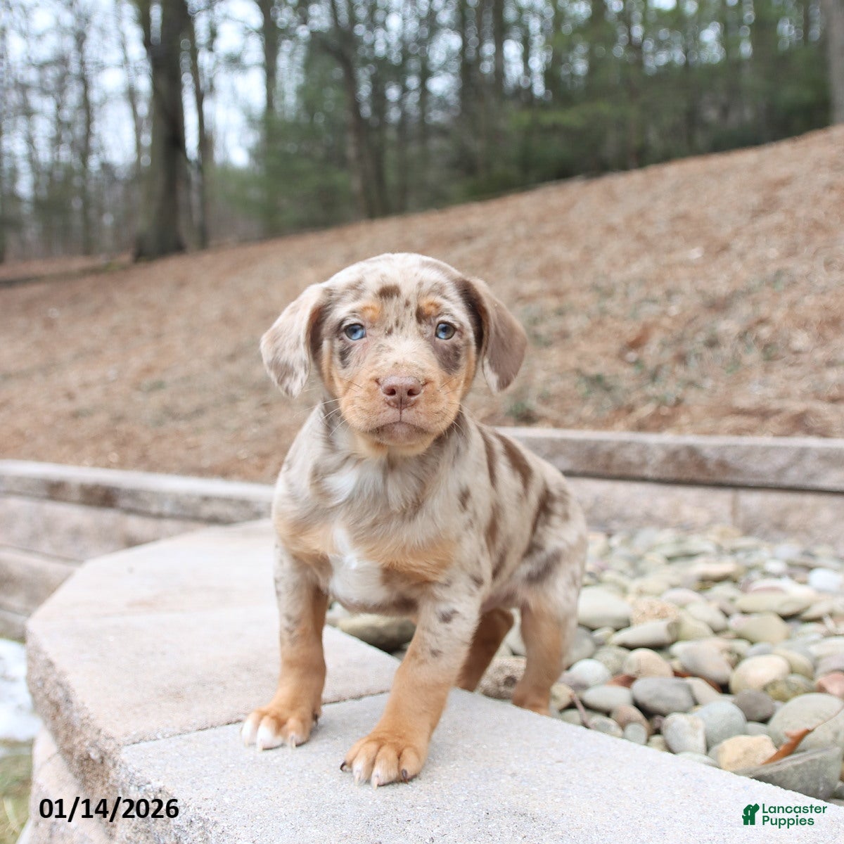 Mixed Breed dogs Marshall - Ad 42