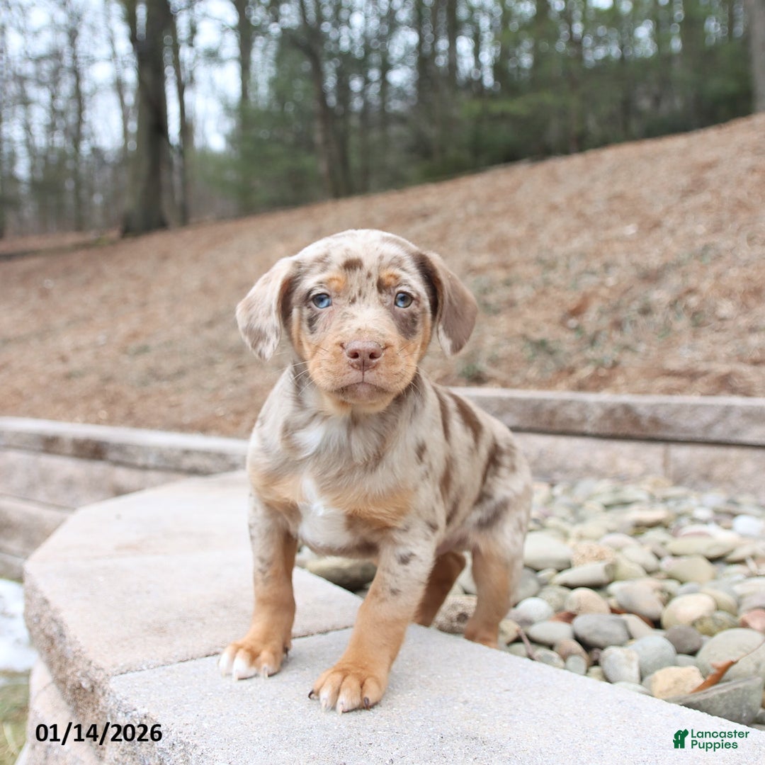 Mixed Breed dogs for sale: Marshall - Ad 1