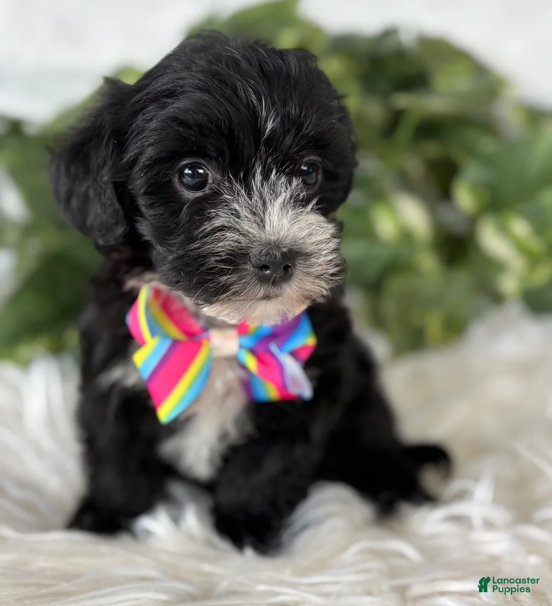 Morkie dogs for sale: Patrick - Ad 11