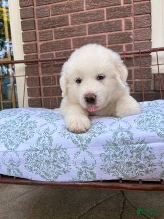 Great Pyrenees dogs Great Pyrenees 5 - Ad 1