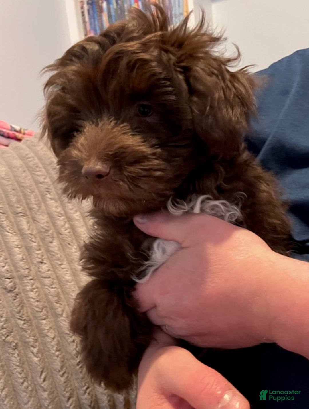 Pomapoo dogs for sale: Kevin - Ad 13