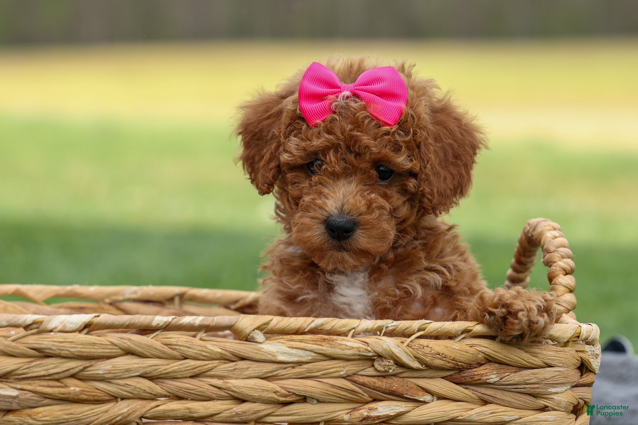 Miniature Poodle dogs Zuzu - Ad 2