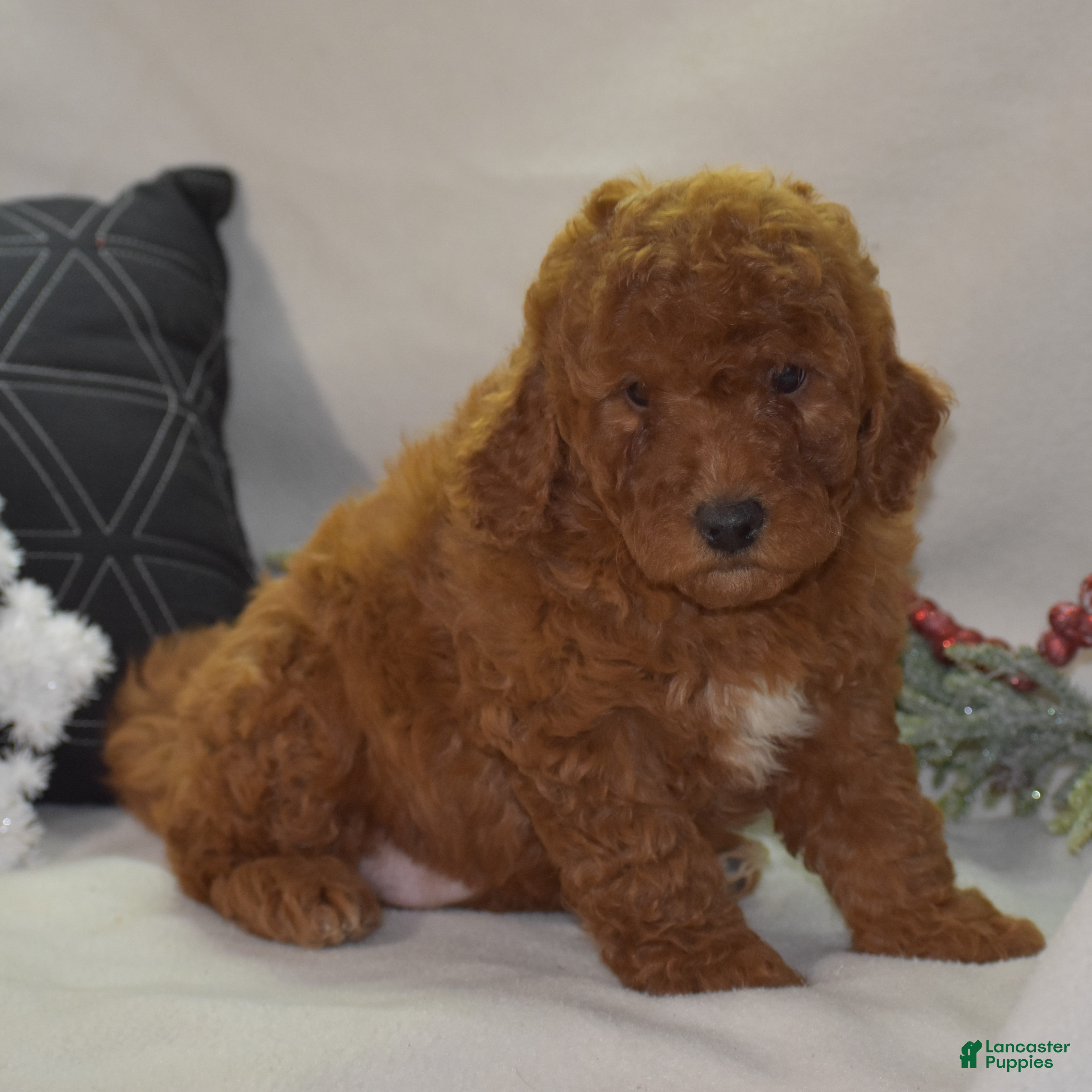 Mini Goldendoodle dogs Glimmer - Ad 1