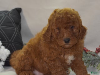 Mini Goldendoodle dogs Glimmer - Ad 1