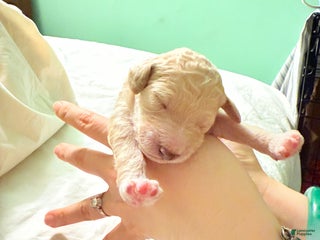 Standard Poodle dogs Standard Poodle Puppy 3 - Ad 14