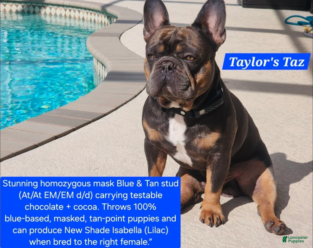 French Bulldog dogs for sale: AKC French Bulldog 💙 Blue Blaze  - Ad 10