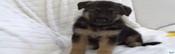 German Shepherd dogs for sale: German Shepherd Neon Collar Male - Ad 3
