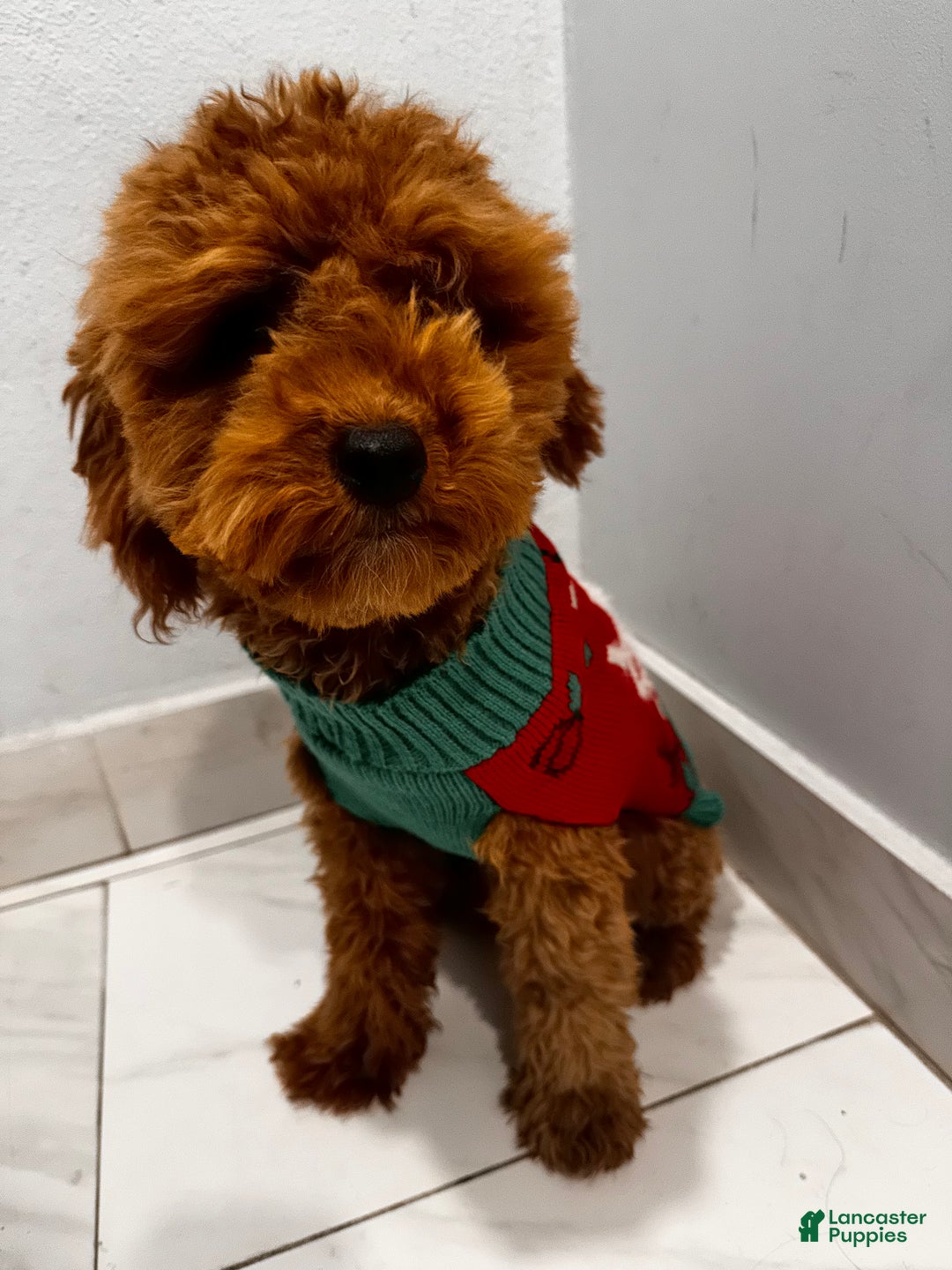 Mini Goldendoodle dogs for sale: Mini Goldendoodle Puppy 5 - Ad 4