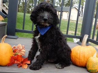 Sheepadoodle dogs - Ad 4