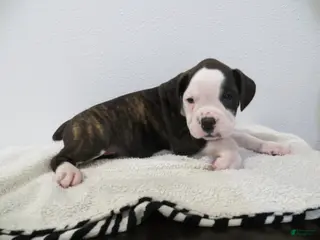 Boxer dogs 🚢 TITANIC - Ad 31