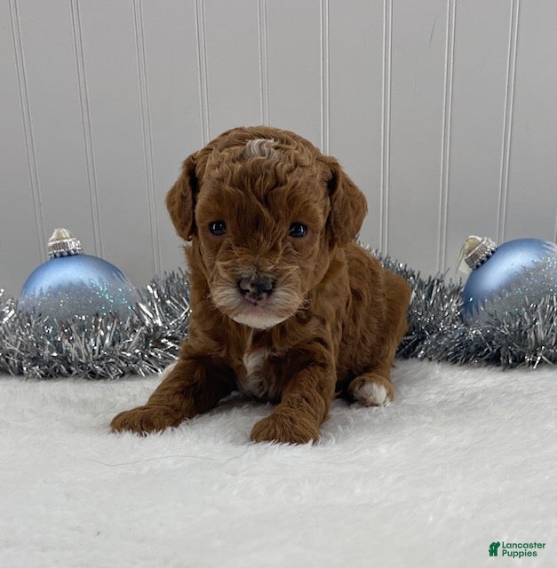 Toy Poodle dogs Rose - Ad 24