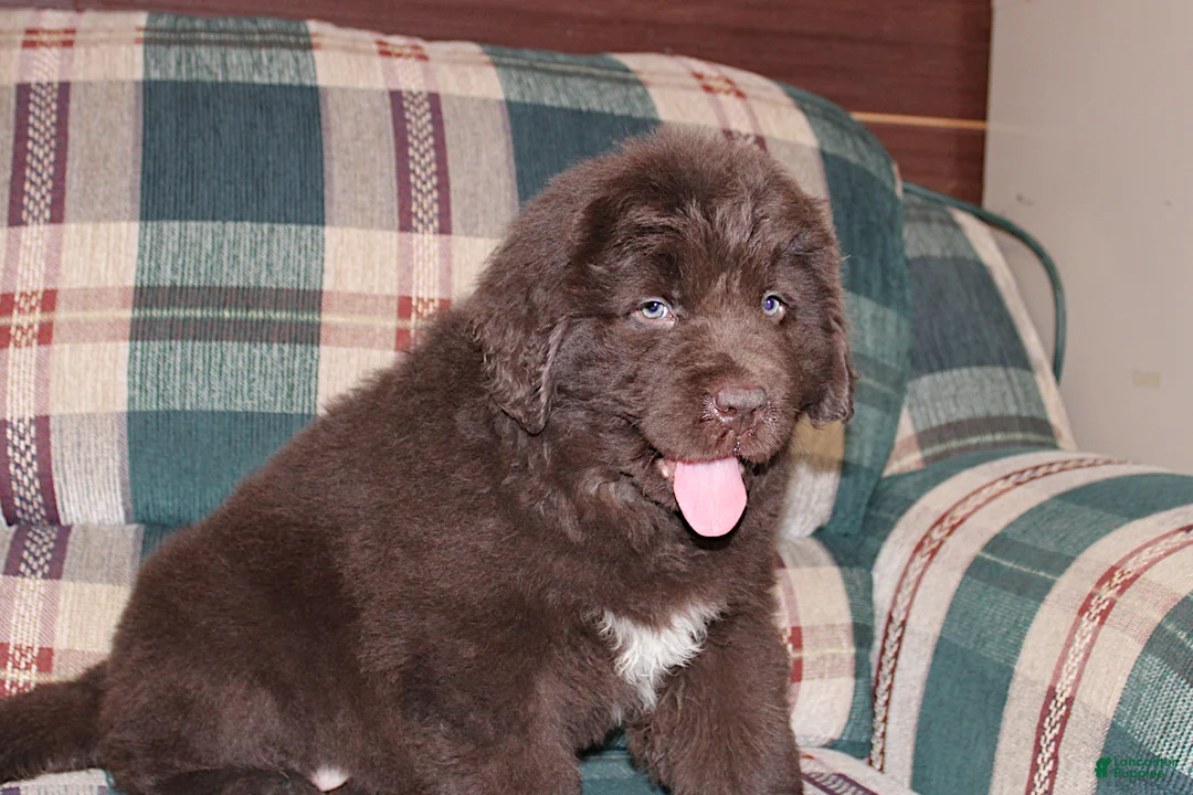 Newfoundland dogs for sale: Ch, OFA, AKC Ariane - Ad 7