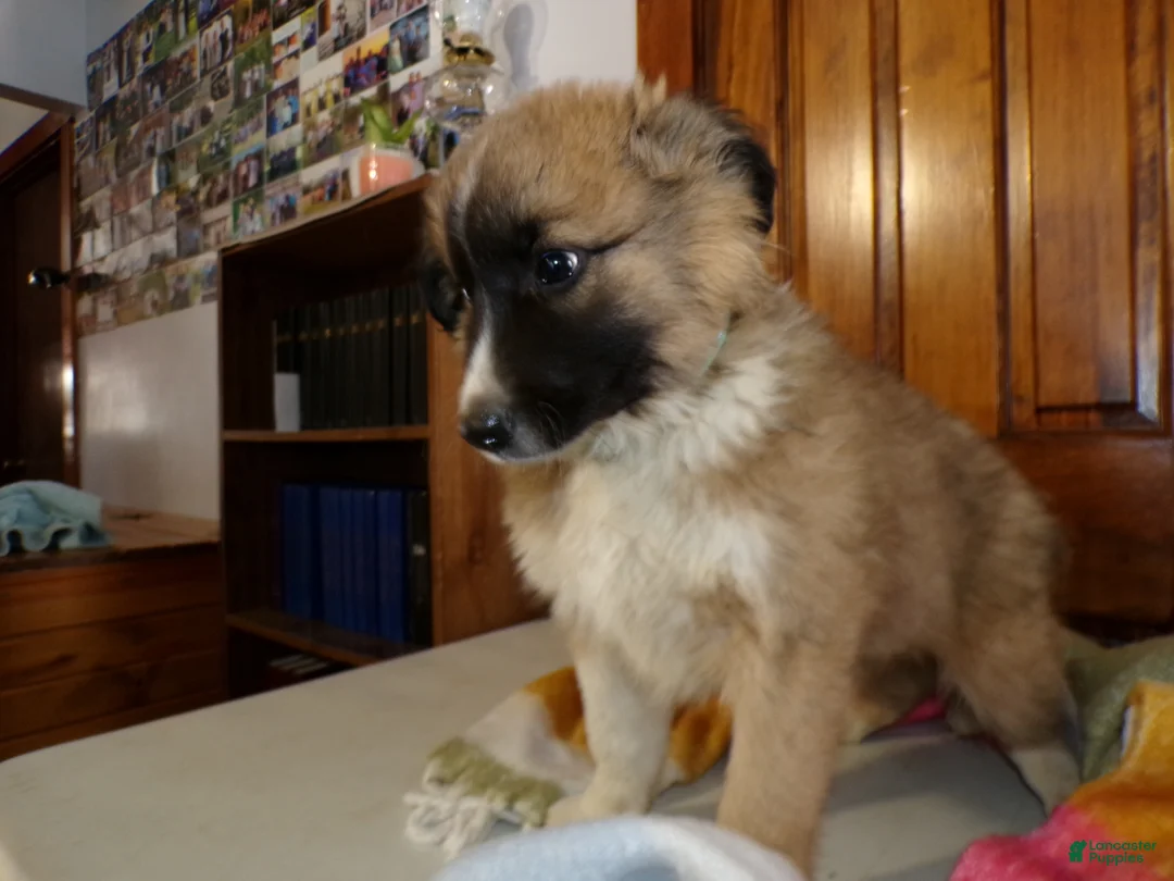 Mixed Breed dogs for sale: Mixed Breed Puppy 2 Gyp - Ad 3