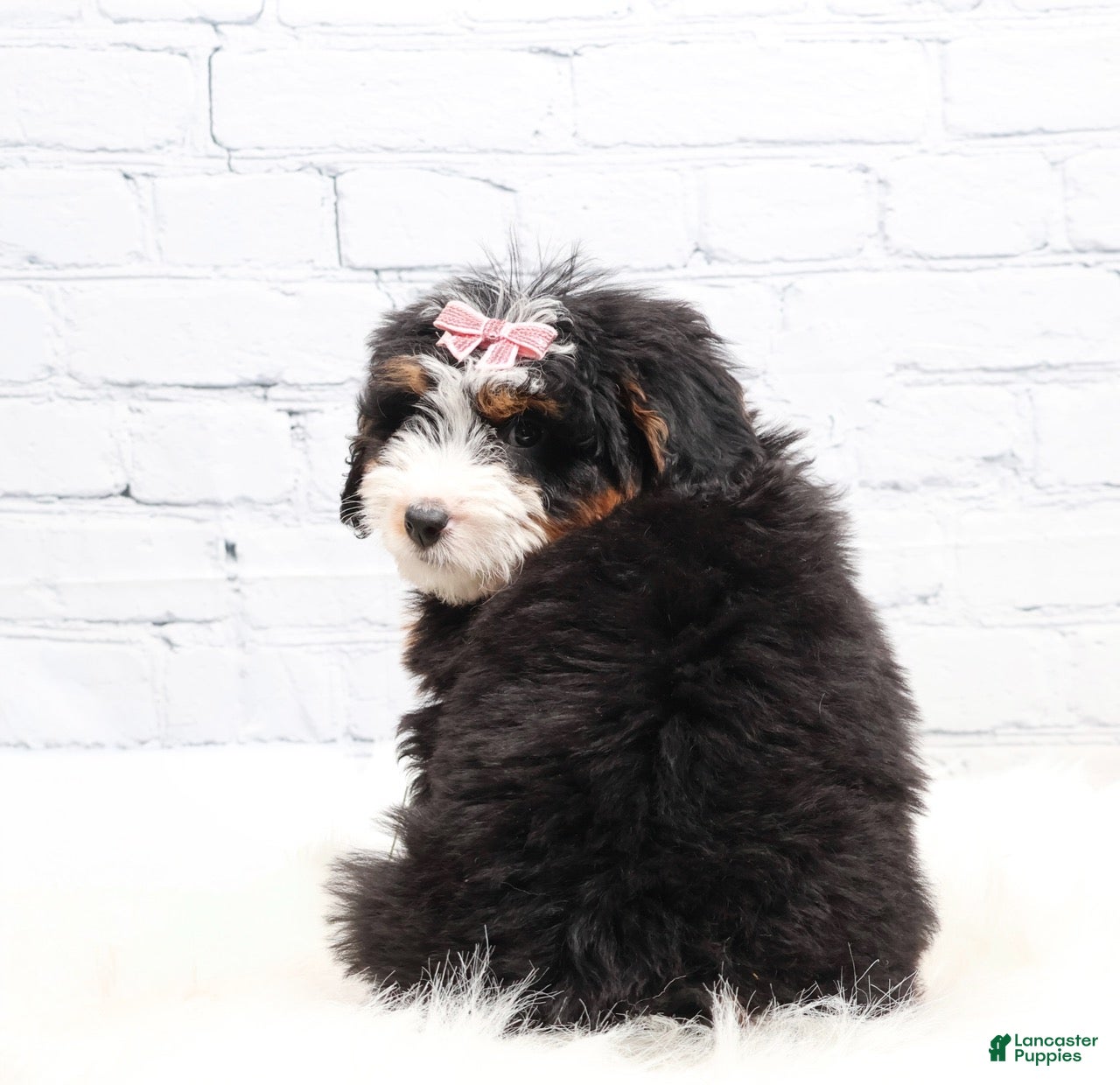 Mini Bernedoodle dogs Dylan - Ad 4