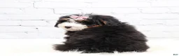 Mini Bernedoodle dogs for sale: Dylan - Ad 1