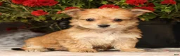 Yochon dogs for sale: Timmy - Ad 6