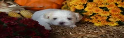 Malshi dogs for sale: Skye - Ad 4